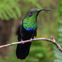 Green-throated Carib